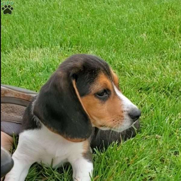 Pongo, Beagle Puppy